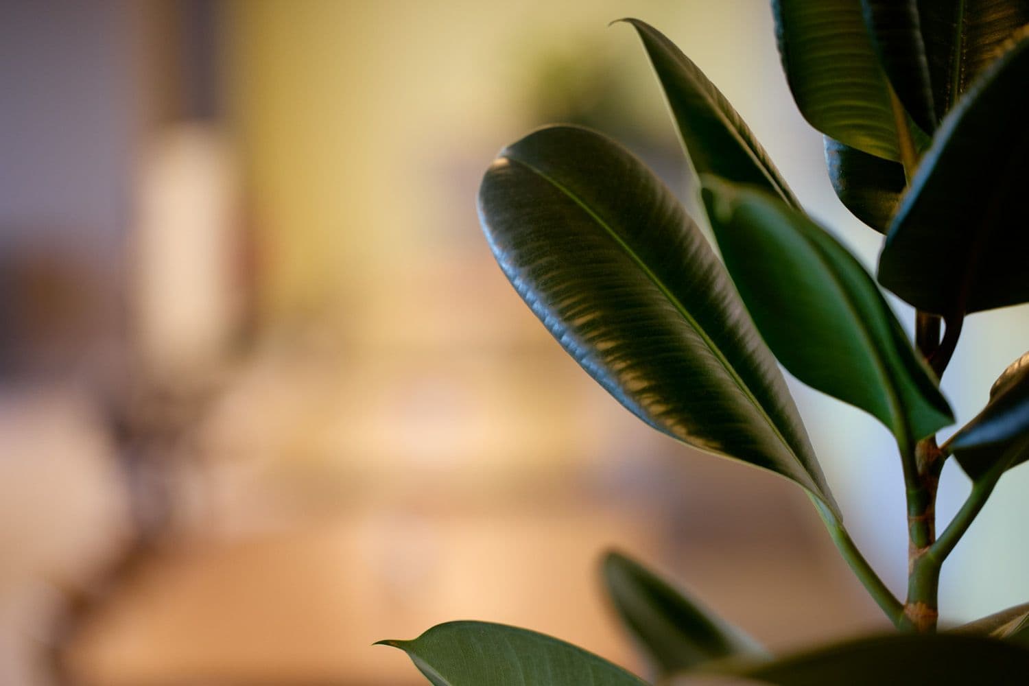 BIld på en grön växt i ett kontorslandskap