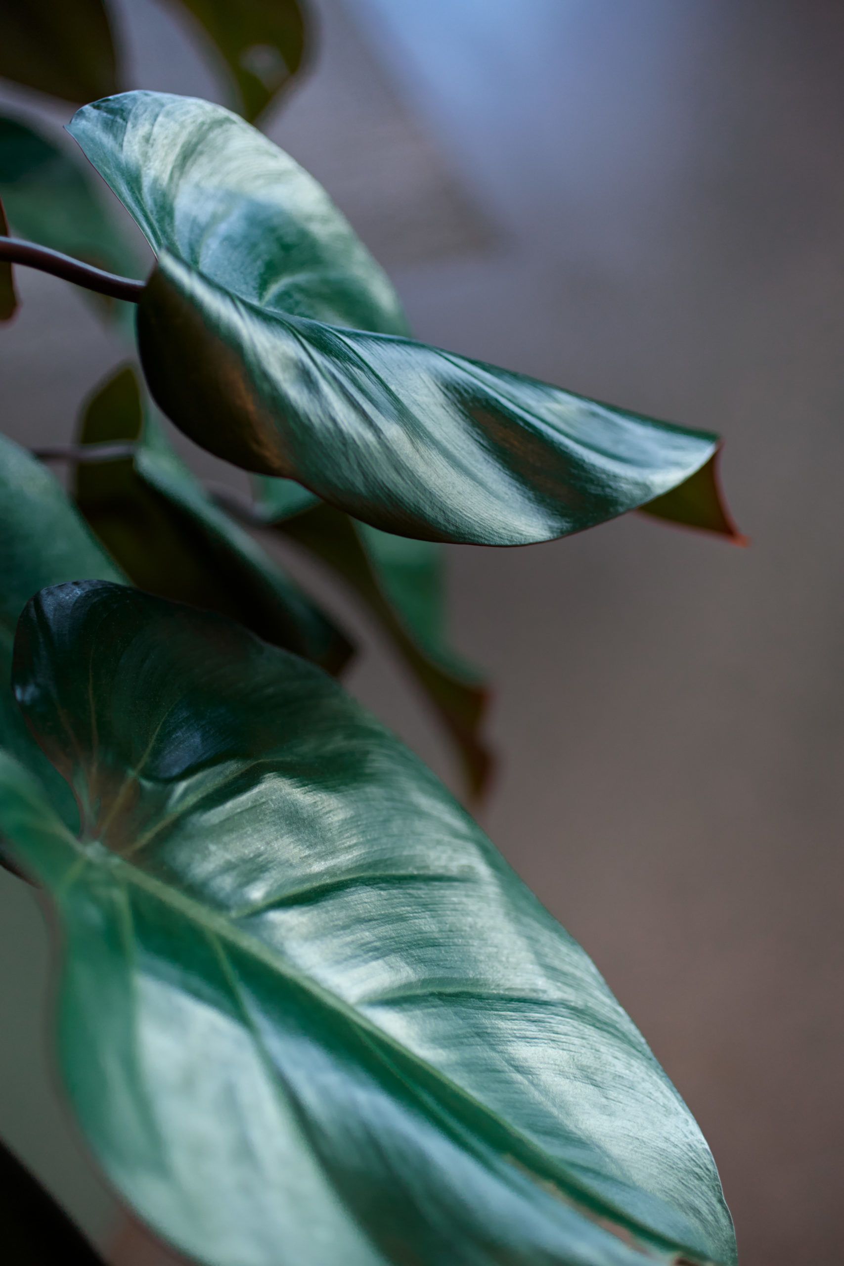 Bild på gröna blad med grå bakgrund